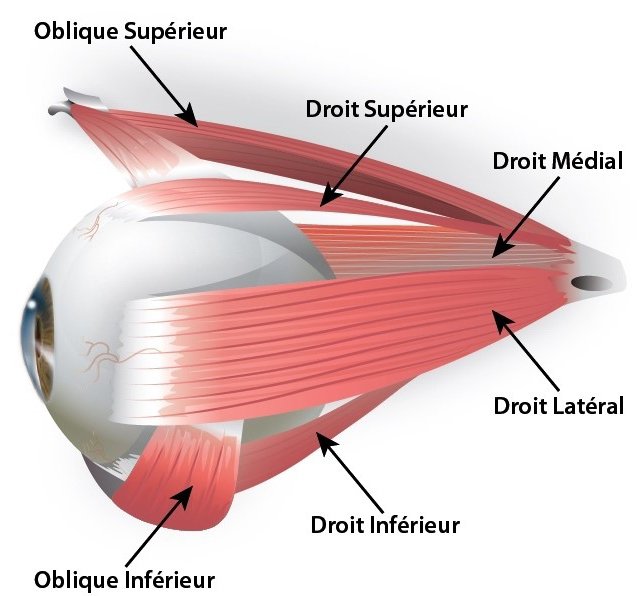 Opération / chirurgie strabisme adulte et enfant | Strabismes.fr